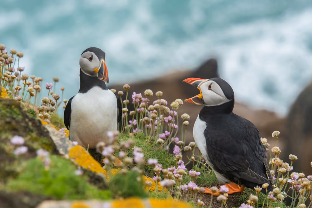 Two puffins interacting on coastal cliff — desktop and phone wallpaper, free download