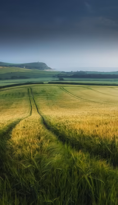 Nature wallpapers: field, grass, summer, harvest