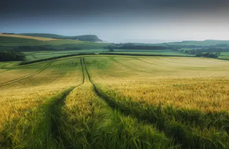 agriculture Wallpapers for Apple MacBook 12″ (2304x1440): field, grass, summer, harvest