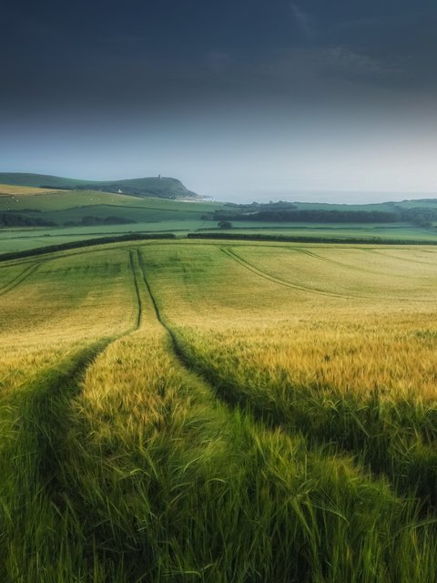 Панорама летнего поля вечером - Обои для HTC/BlackBerry в разрешении 480x640