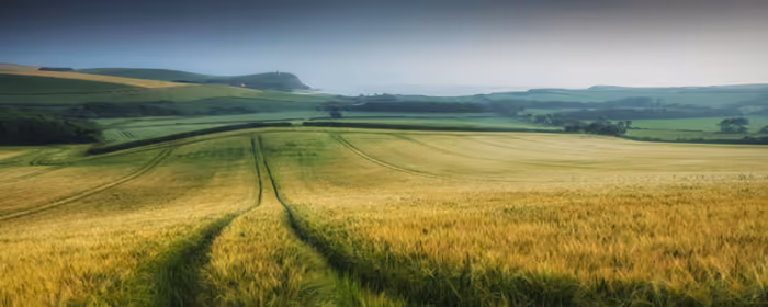 UltraWide 32:9 wallpapers (3840x1080): field, grass, summer, harvest