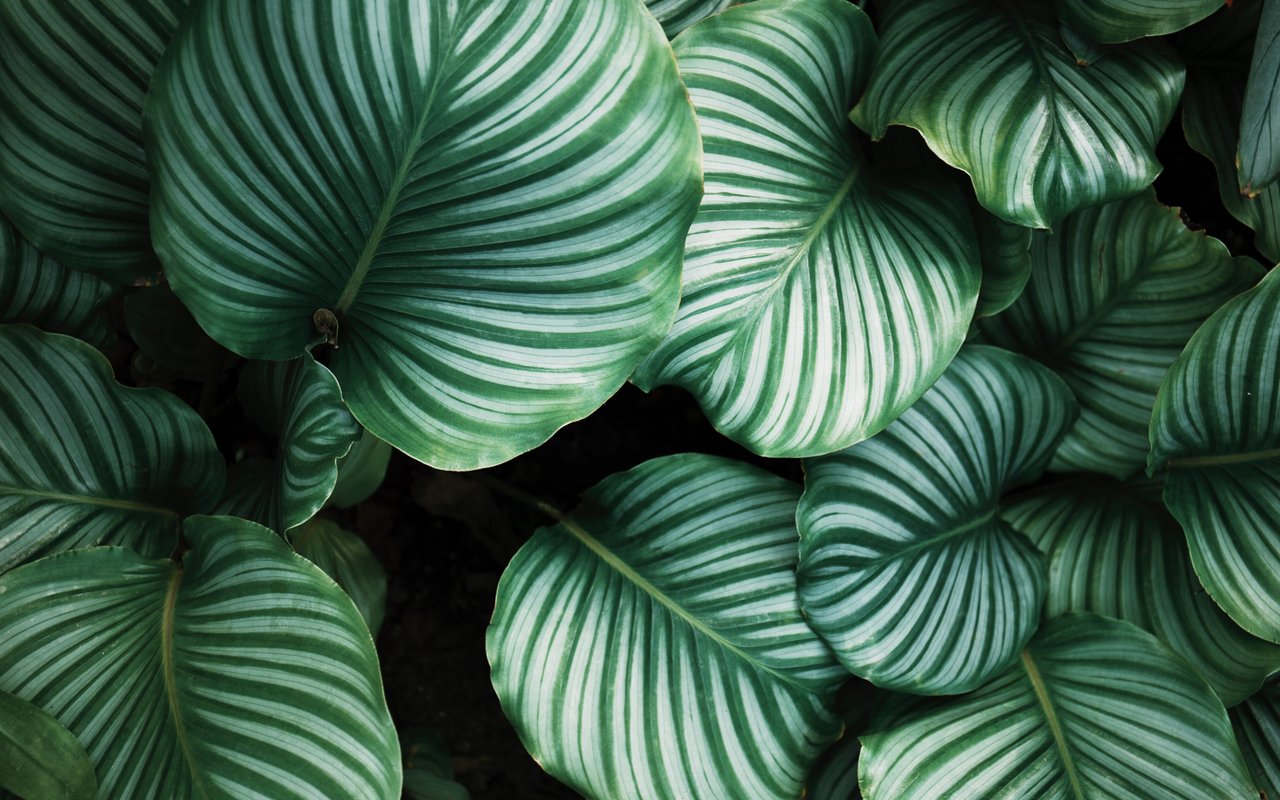 Large leaves of Calathea Orbifolia - WXGA_1280 wallpapers in 1280x800 resolution