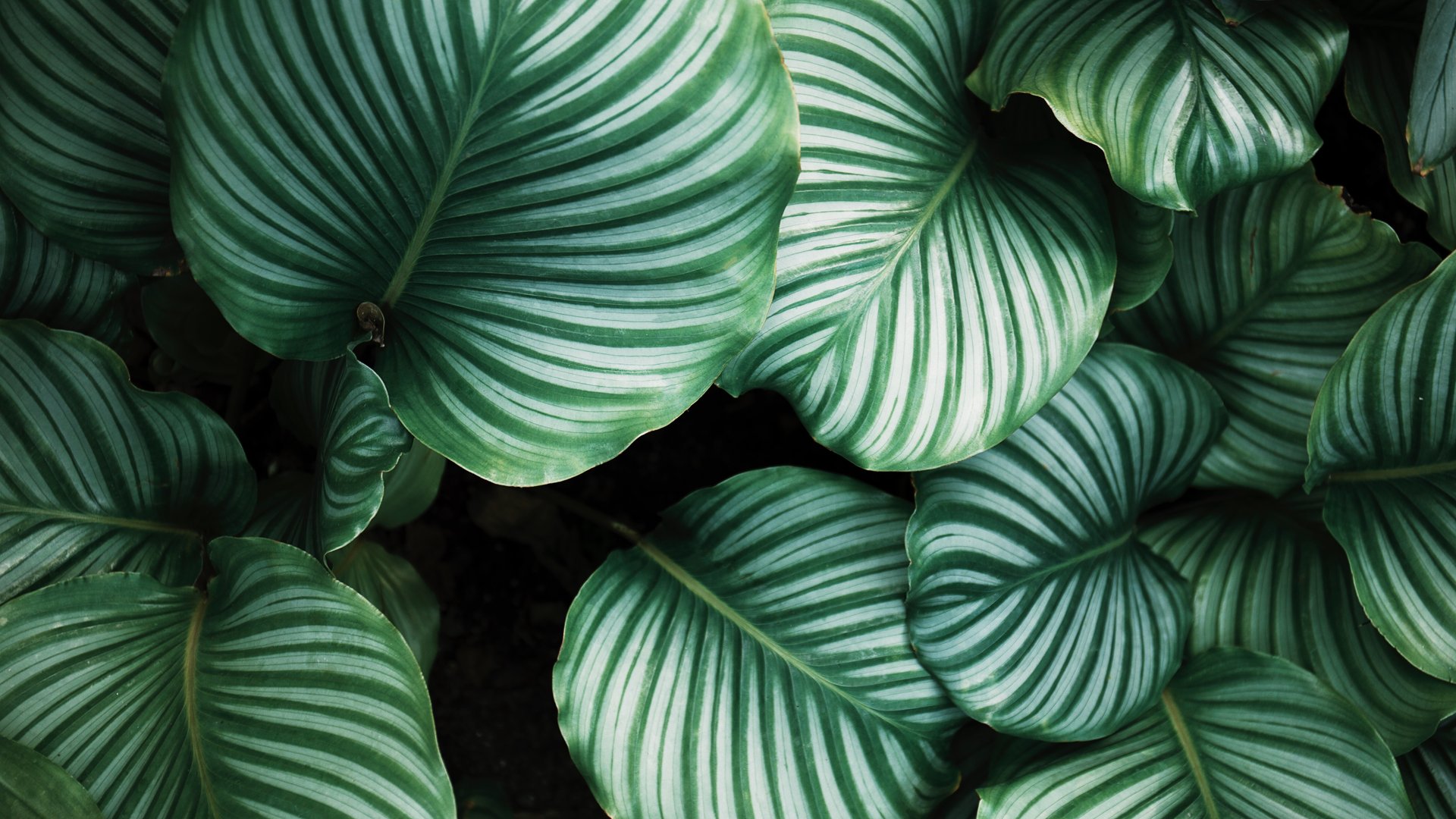 Large leaves of Calathea Orbifolia - Full HD wallpapers in 1920x1080 resolution