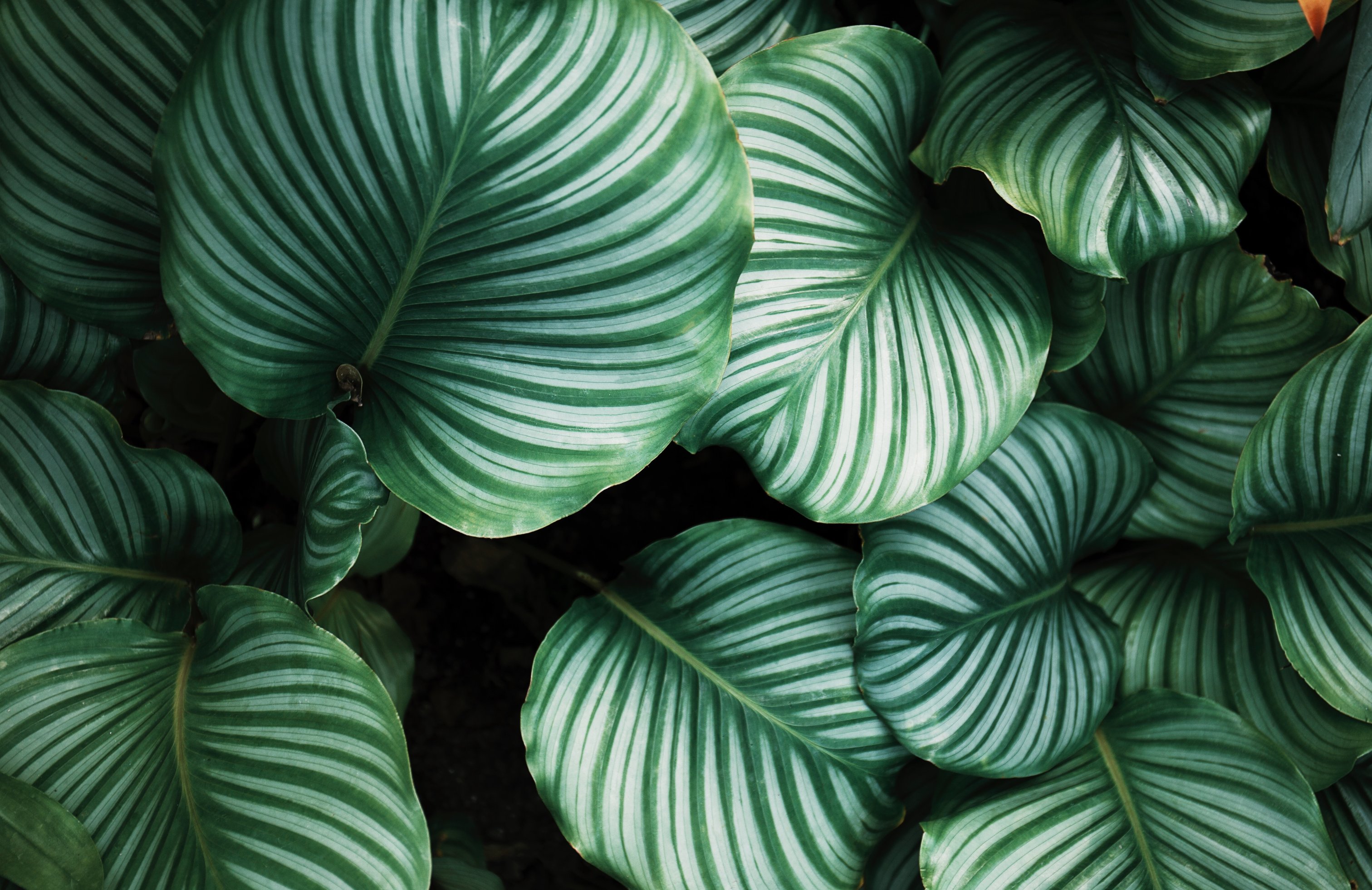 Large leaves of Calathea Orbifolia - Wallpapers for Apple MacBook 14.2″ in 3024x1964 resolution