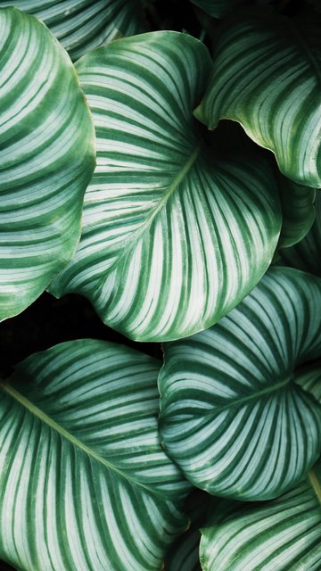 Large leaves of Calathea Orbifolia - Wallpapers for Nokia, Samsung in 360x640 resolution