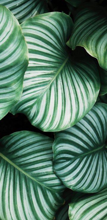 Large leaves of Calathea Orbifolia - Wallpapers for Samsung in 360x740 resolution