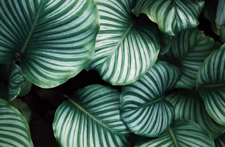 Nature wallpapers: calathea Orbifolia, tropics, leaves, greenery