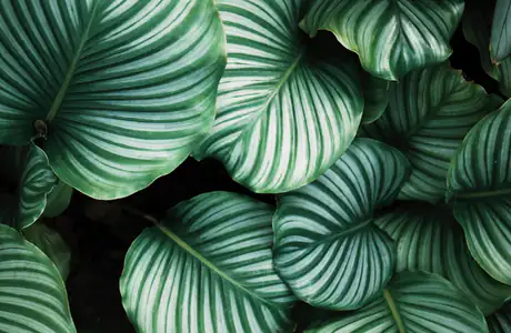 shadow Wallpapers for Samsung Galaxy Tab (1920x1920): calathea Orbifolia, tropics, leaves, greenery