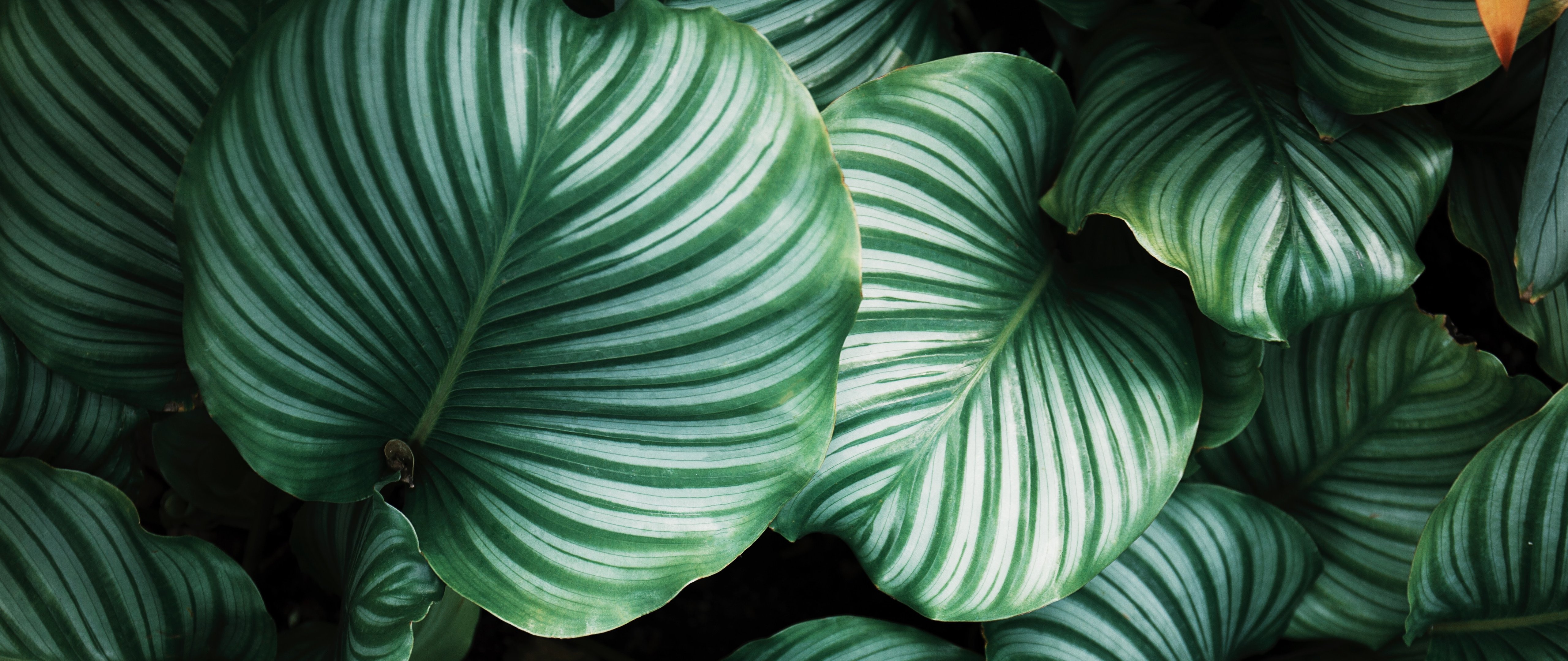 Large leaves of Calathea Orbifolia - 5K2K UltraWide 21:9 wallpapers in 5120x2160 resolution