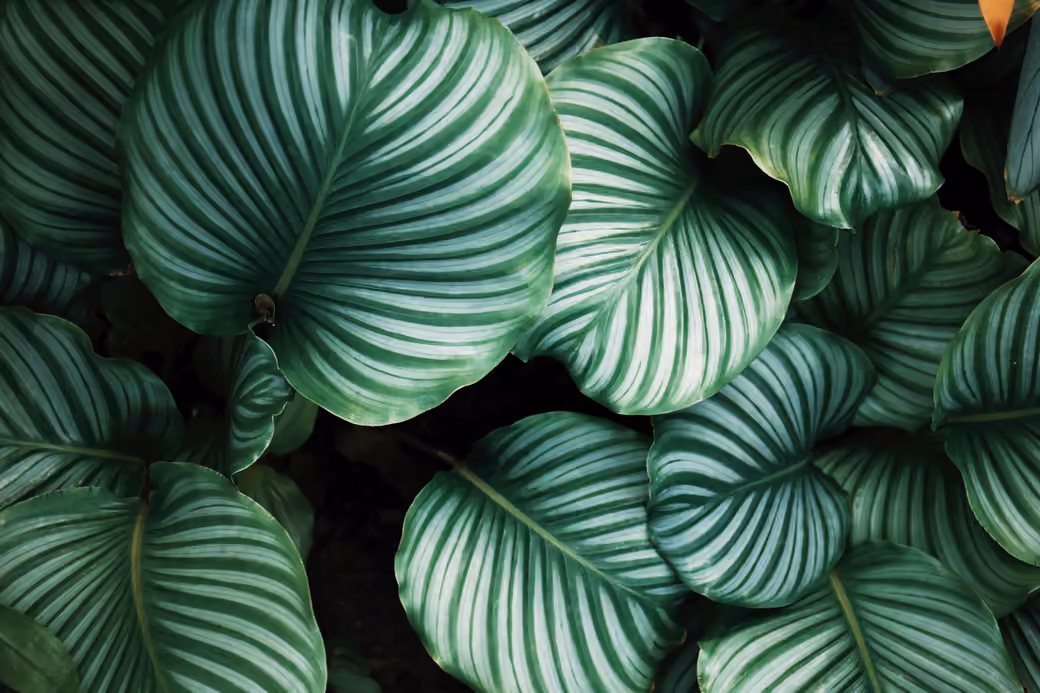 Large leaves of Calathea Orbifolia - Wallpapers for Honor/Huawei in 1080x2376 resolution