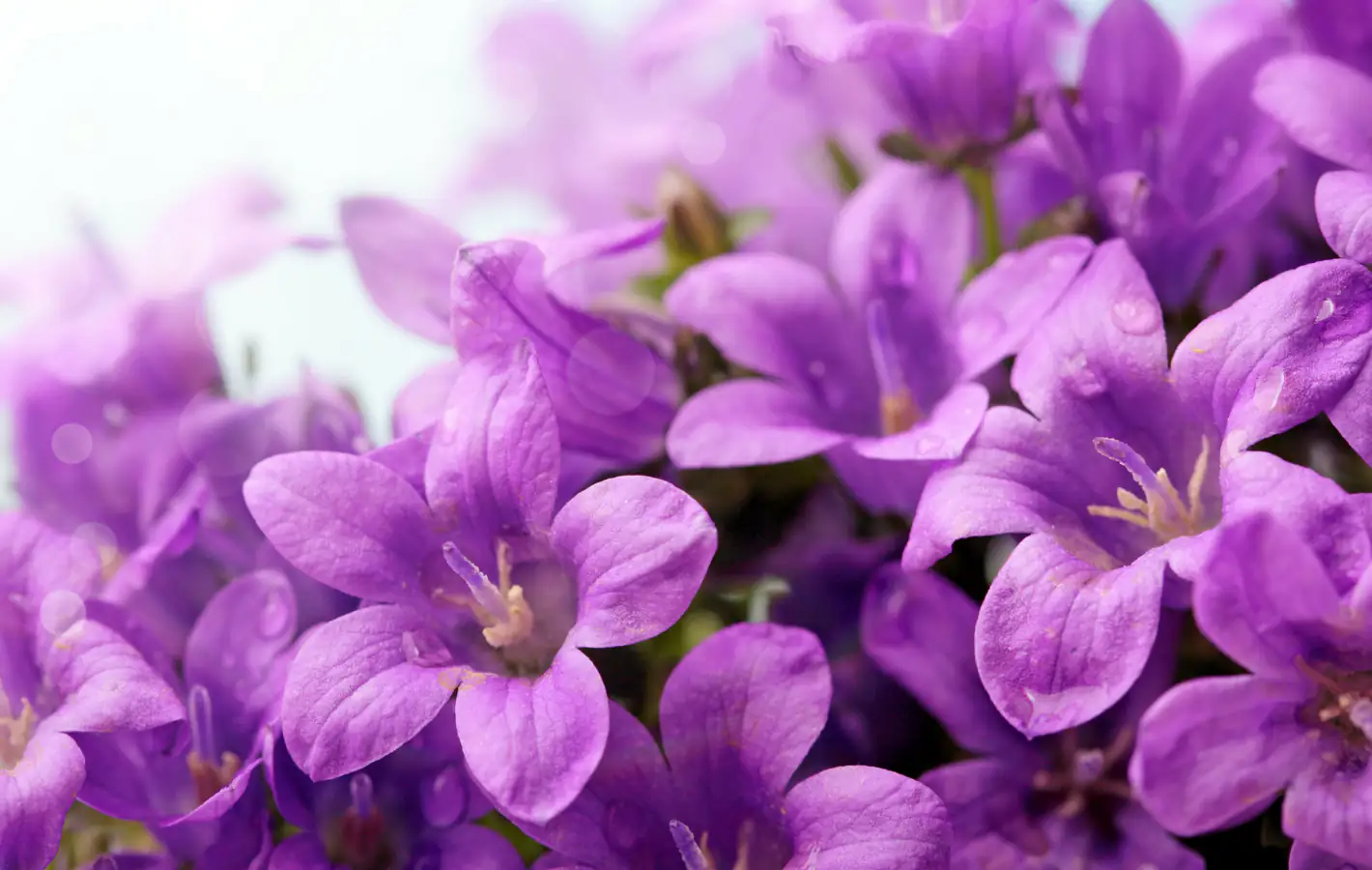 Purple bluebell flowers — desktop and phone wallpaper, free download