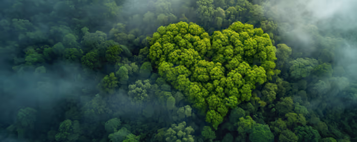 UltraWide 21:9 wallpapers (3440x1440): tropics, forest, jungles, trees