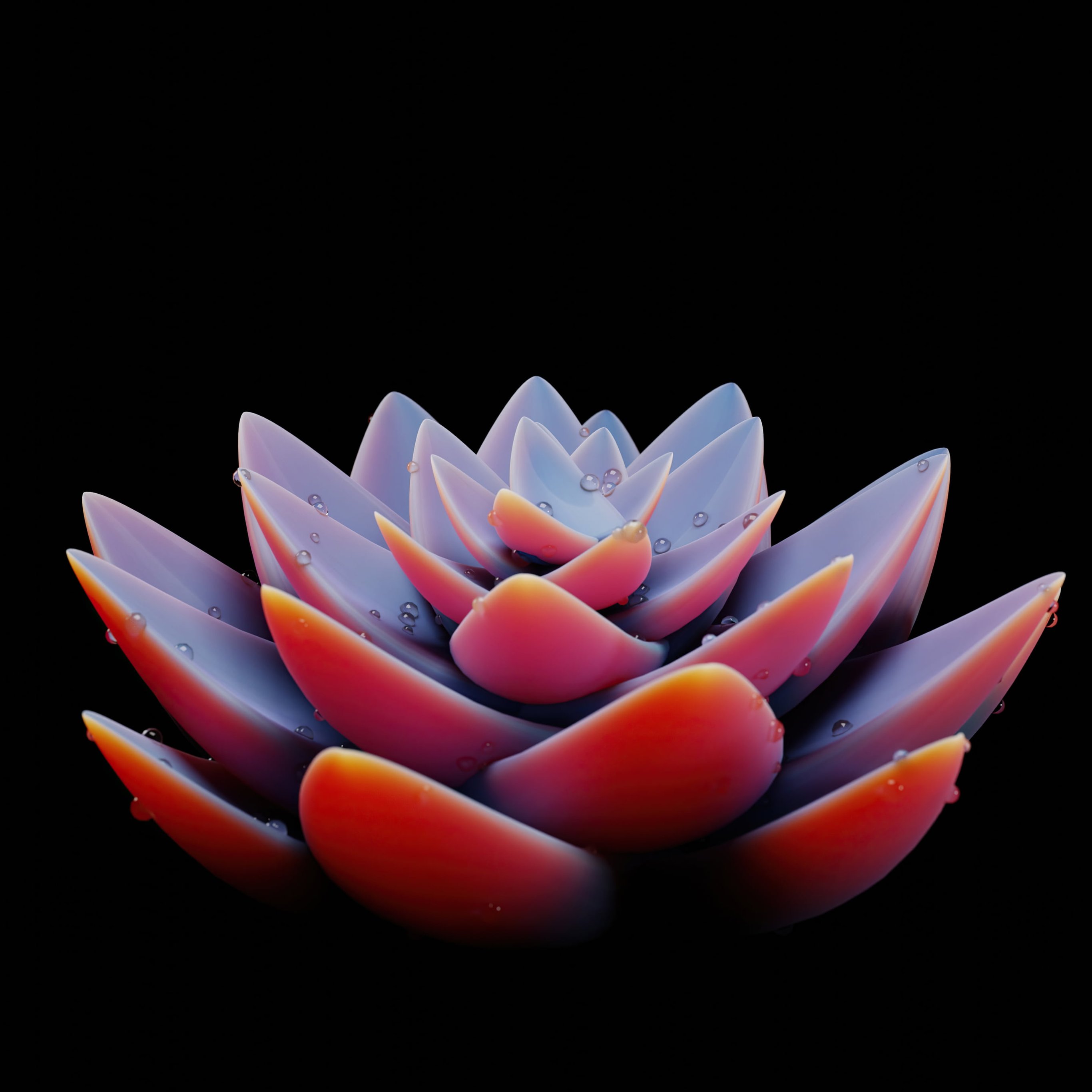 Succulent with drops of water - Wallpapers for iPad Pro 12.9″ in 2732x2732 resolution