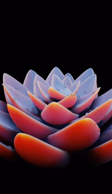 Succulents Wallpapers for HTC/BlackBerry (480x640): succulents, minimalism, leaves, flowers