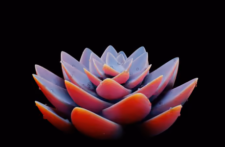 WSVGA Dew wallpapers (1024x600): succulents, minimalism, leaves, flowers