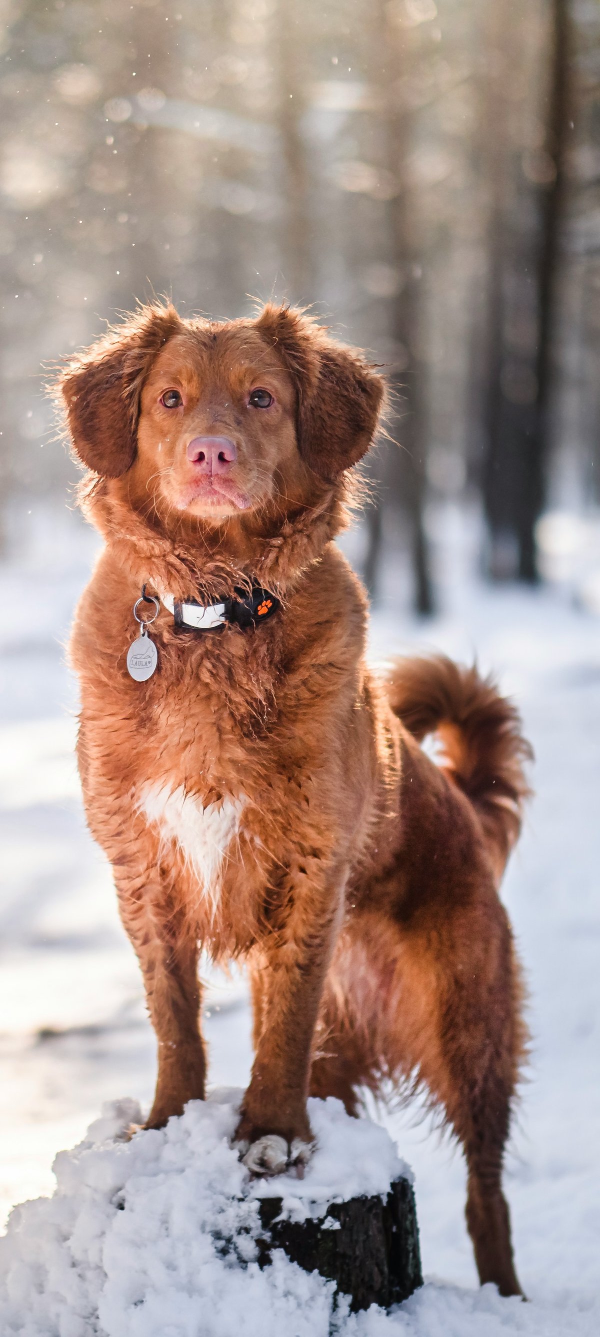 Nova Scotia Retriever in the forest - Wallpapers for Xiaomi 15 in 1200x2670 resolution