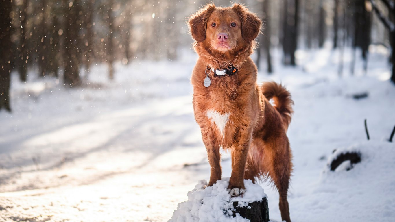 Nova Scotia Retriever in the forest - Laptop Wallpapers in 1366x768 resolution