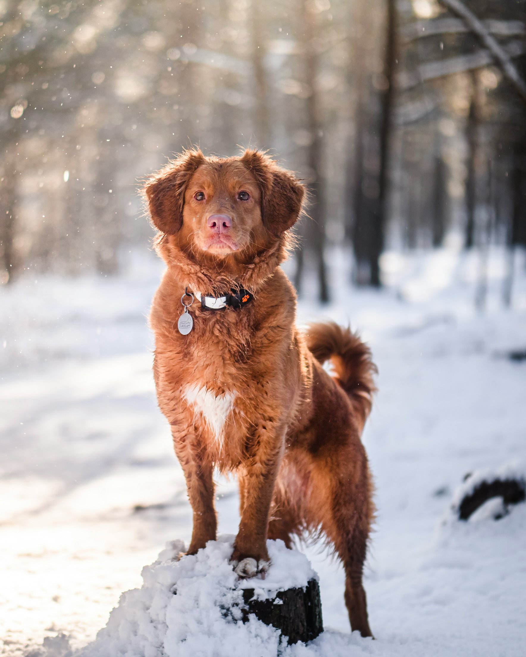 Nova Scotia Retriever in the forest - Wallpapers for Samsung Galaxy Z Fold 2/3 in 1768x2208 resolution