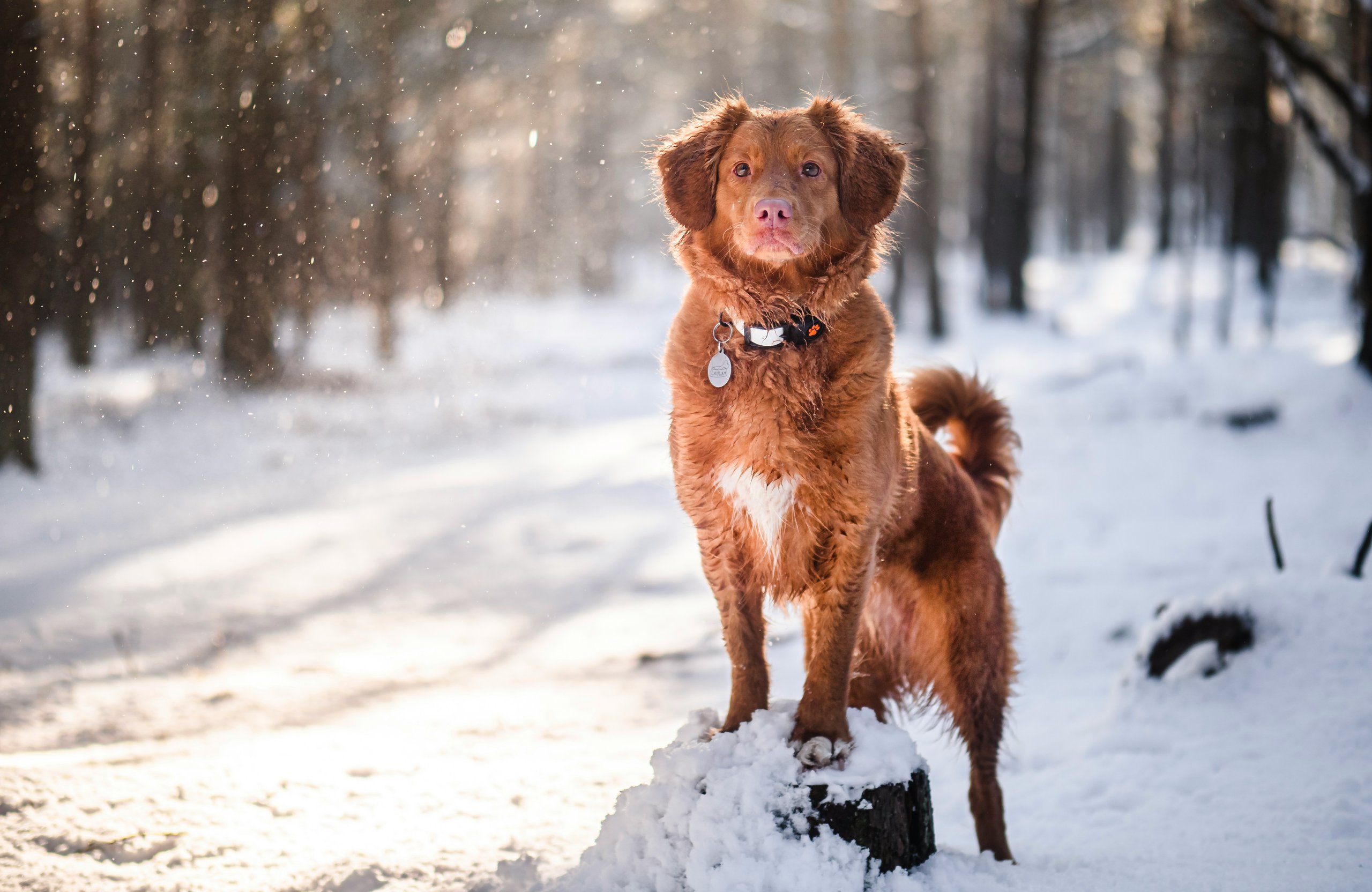 Nova Scotia Retriever in the forest - Wallpapers for Apple MacBook Air 13 M2″ in 2560x1664 resolution