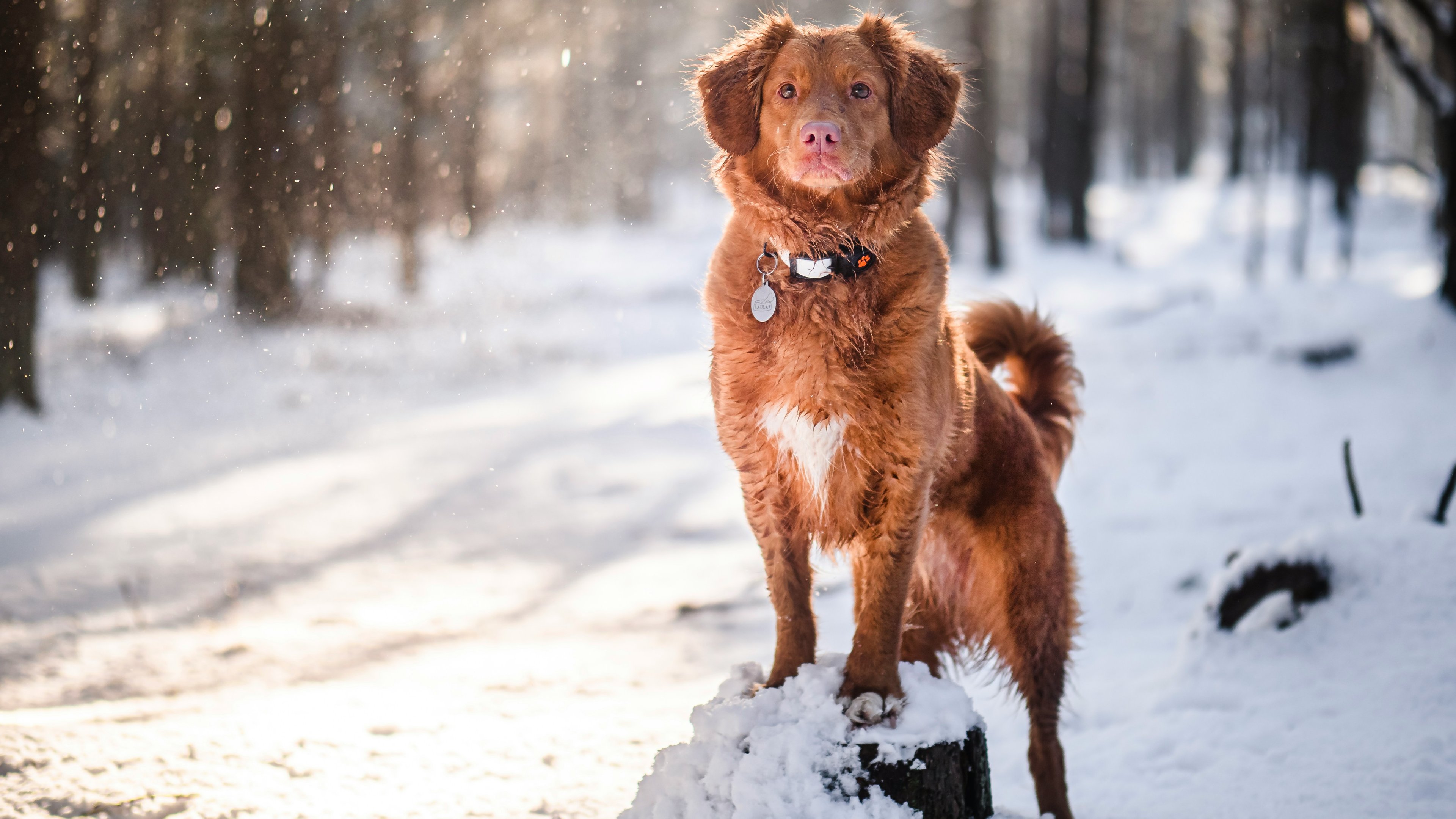 Nova Scotia Retriever in the forest - 4K PC Wallpapers in 3840x2160 resolution