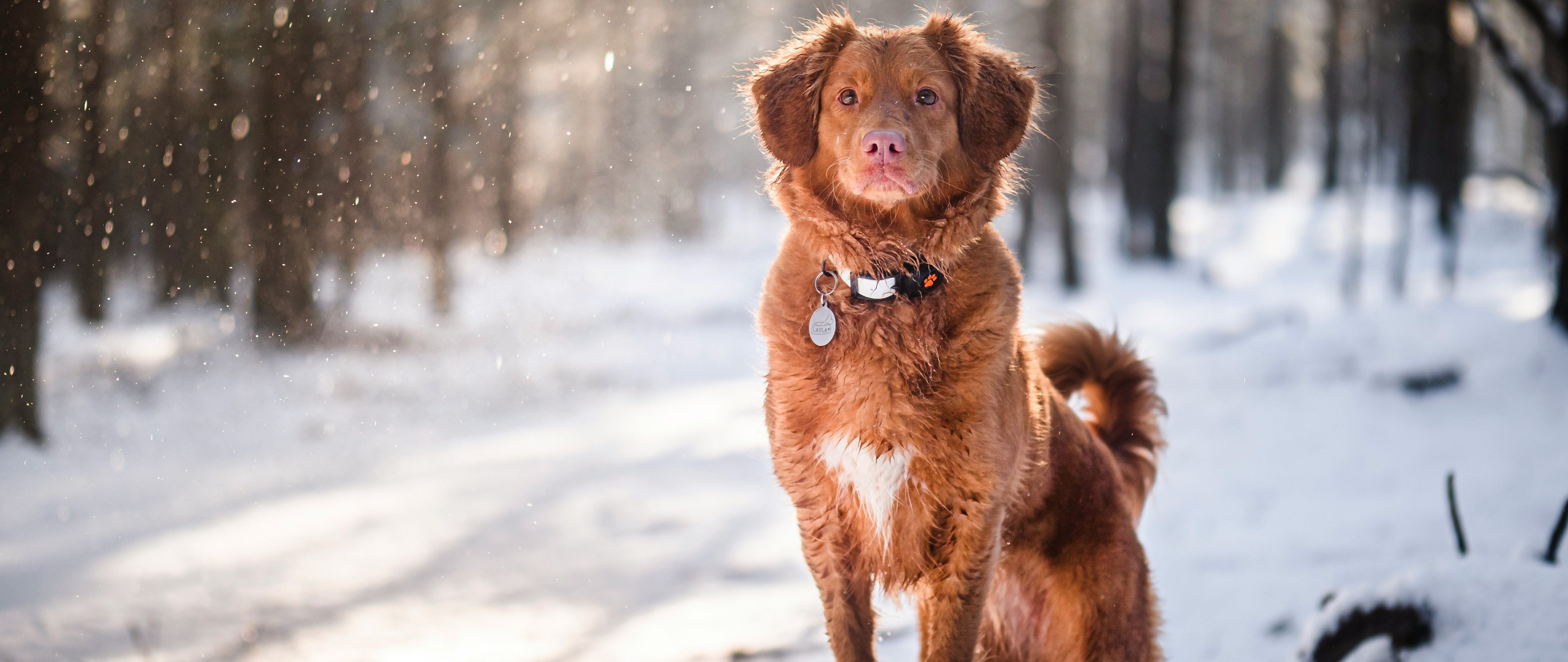 Nova Scotia Retriever in the forest - 5K2K UltraWide 21:9 wallpapers in 5120x2160 resolution