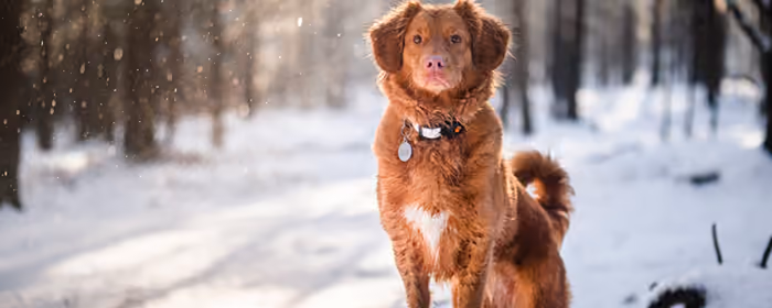 UltraWide 32:9 Cold wallpapers (5120x1440): nova Scotia Duck Tolling Retriever, snow, forest, winter
