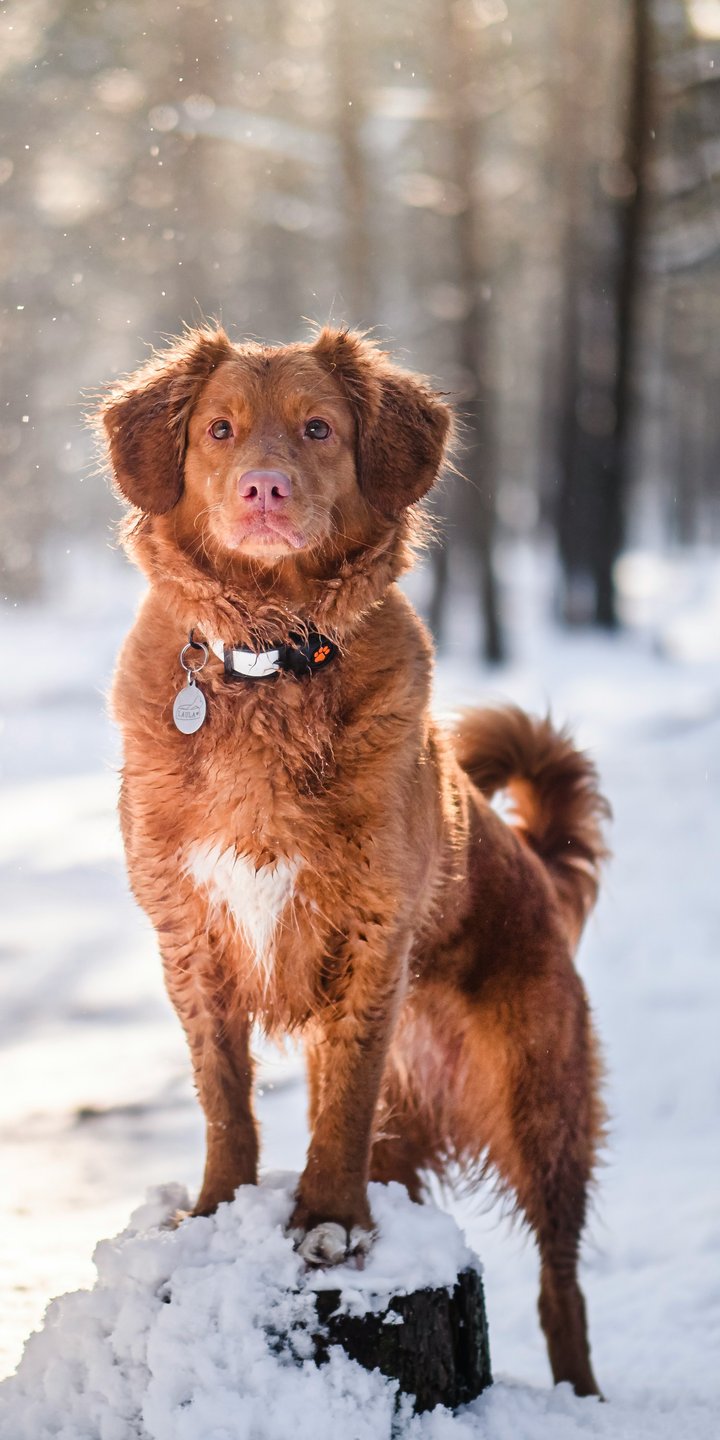 Nova Scotia Retriever in the forest - Wallpapers for Samsung Galaxy A03s, Xiaomi Redmi 7A, POCO C3 in 720x1440 resolution