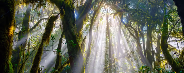 UltraWide 32:9 Spain wallpapers (5120x1440): Spain, Canaries, forest, jungles