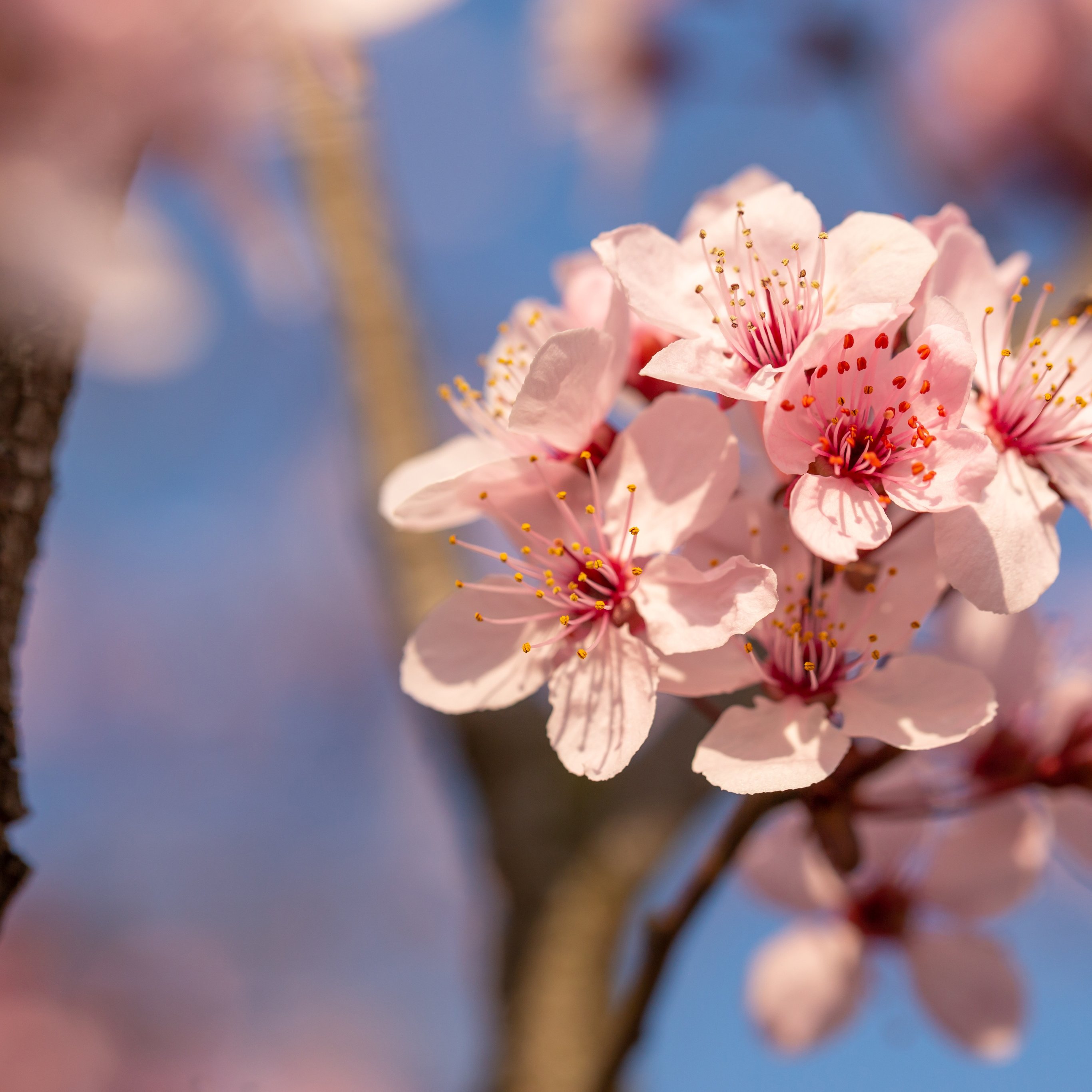 Pink cherry blossoms close-up - Wallpapers for iPad Pro 12.9″ in 2732x2732 resolution