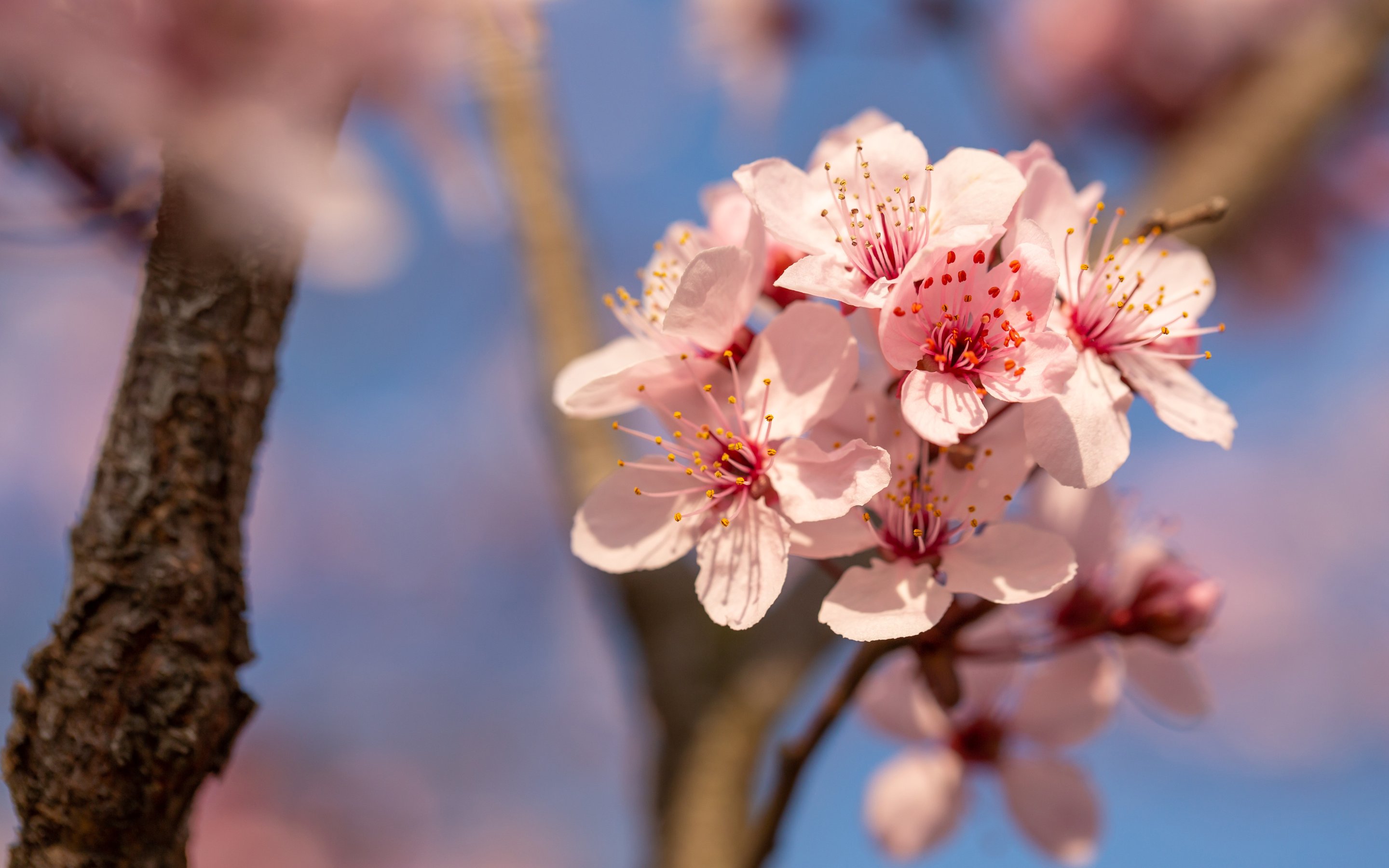 Pink cherry blossoms close-up - Wallpapers for Apple MacBook 15″ in 2880x1800 resolution