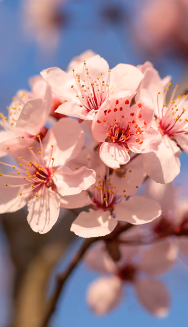 Stamens Wallpapers for Samsung Galaxy Z Fold4/Z Fold5/Z Fold6 (1812x2176): sakura, spring, garden, cherry blossoms