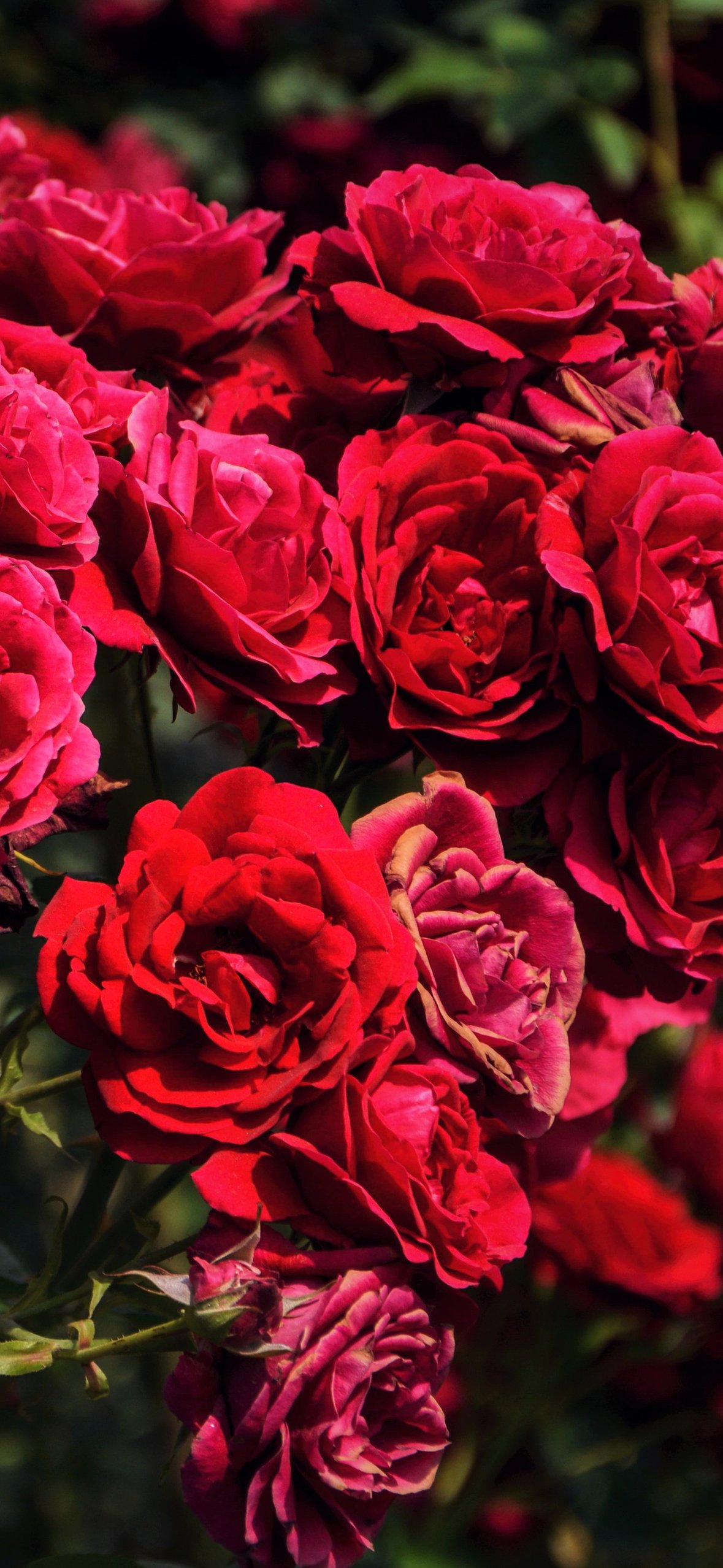 Red lush roses on the bushes - Wallpapers for iPhone 14 Pro/15 Pro in 1179x2556 resolution