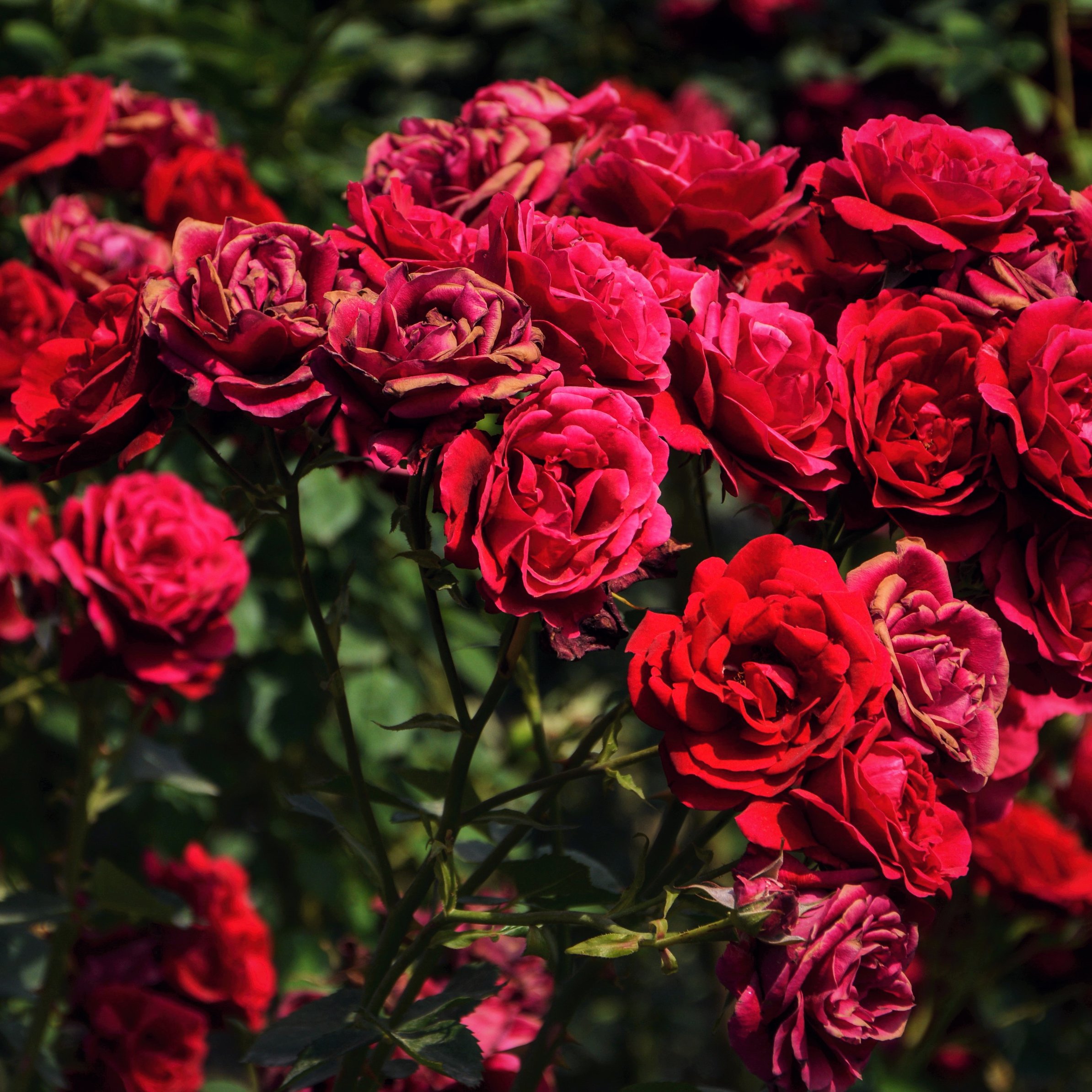 Red lush roses on the bushes - Wallpapers for iPad Pro 11″ in 2388x2388 resolution