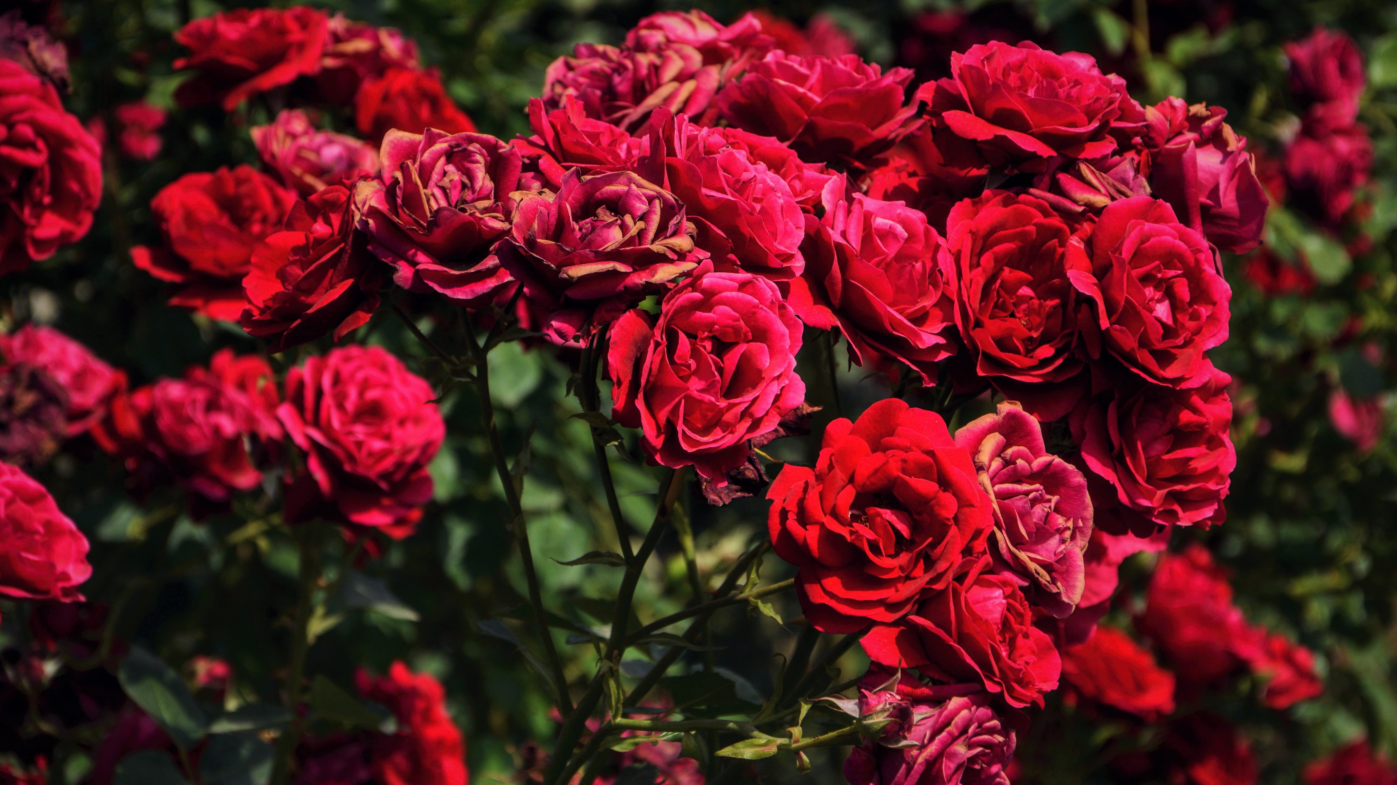 Red lush roses on the bushes - Wallpapers for Apple iMac 24″ in 4480x2520 resolution