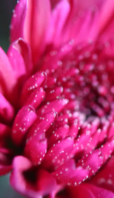 Wallpapers for iPhone 17 Pro/17/16 Pro (1206x2622): chrysanthemum, petals, macro, spring