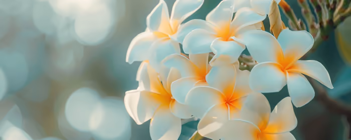 UltraWide 32:9 обои весна (3840x1080): плюмерия, весна, тропики, цветы