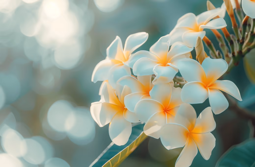 White Plumeria with delicate flowers — desktop and phone wallpaper, free download