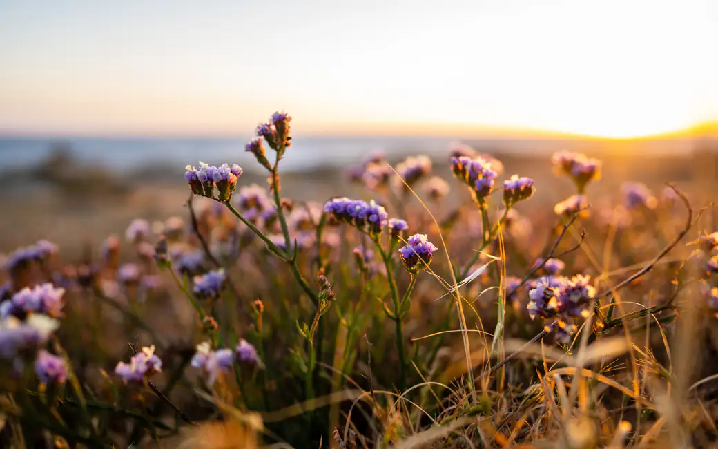 Sunset Meadow with Blossoming Flowers — desktop and phone wallpaper, free download