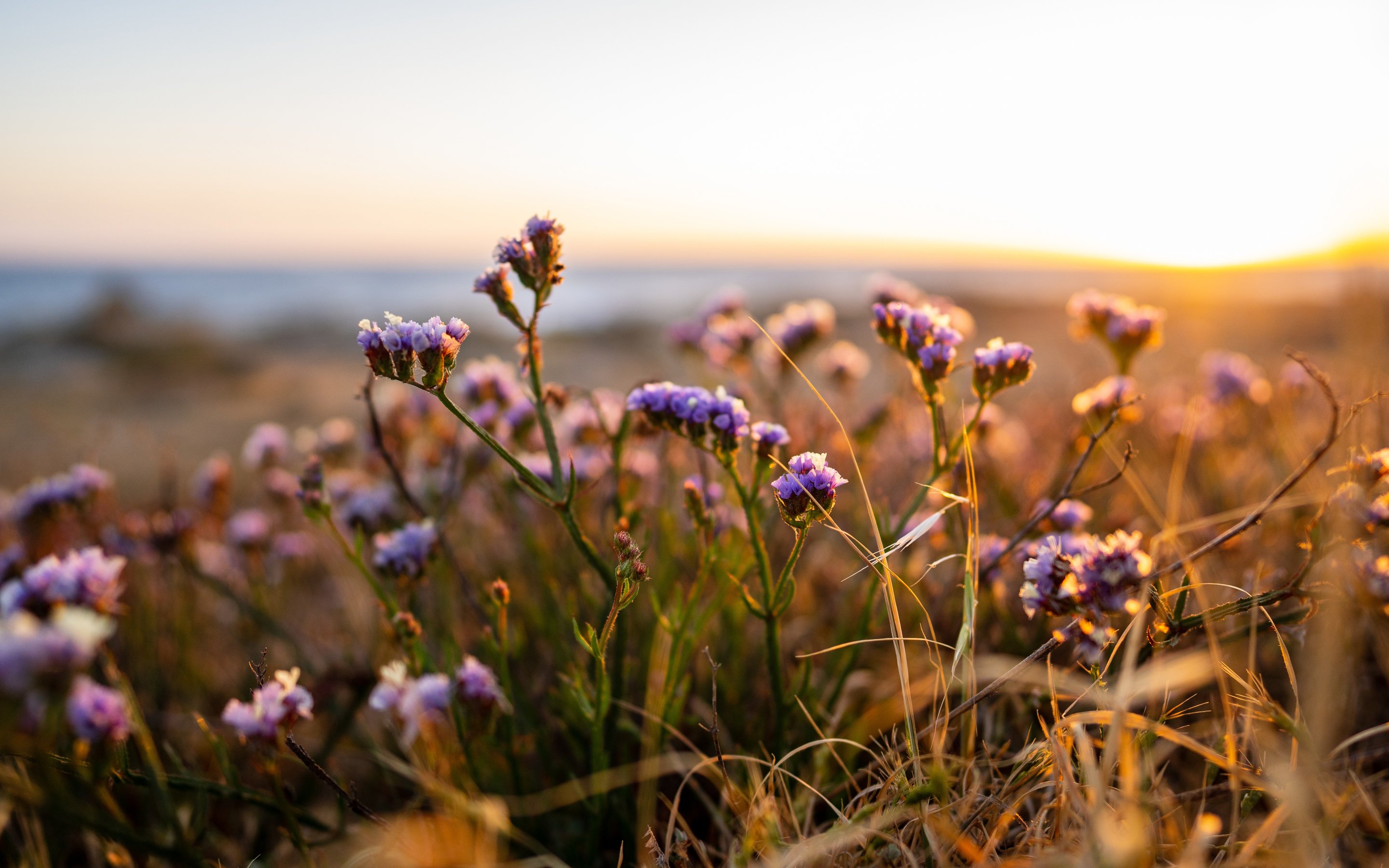 Sunset Meadow with Blossoming Flowers - Wallpapers for Apple MacBook 15″ in 2880x1800 resolution