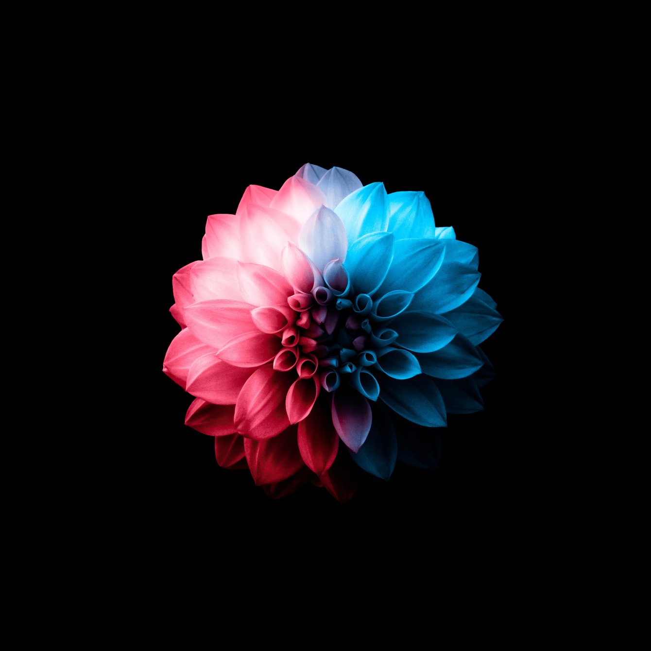 Neon Flower with Glowing Petals - Wallpapers for Samsung Galaxy Tab in 1340x1340 resolution