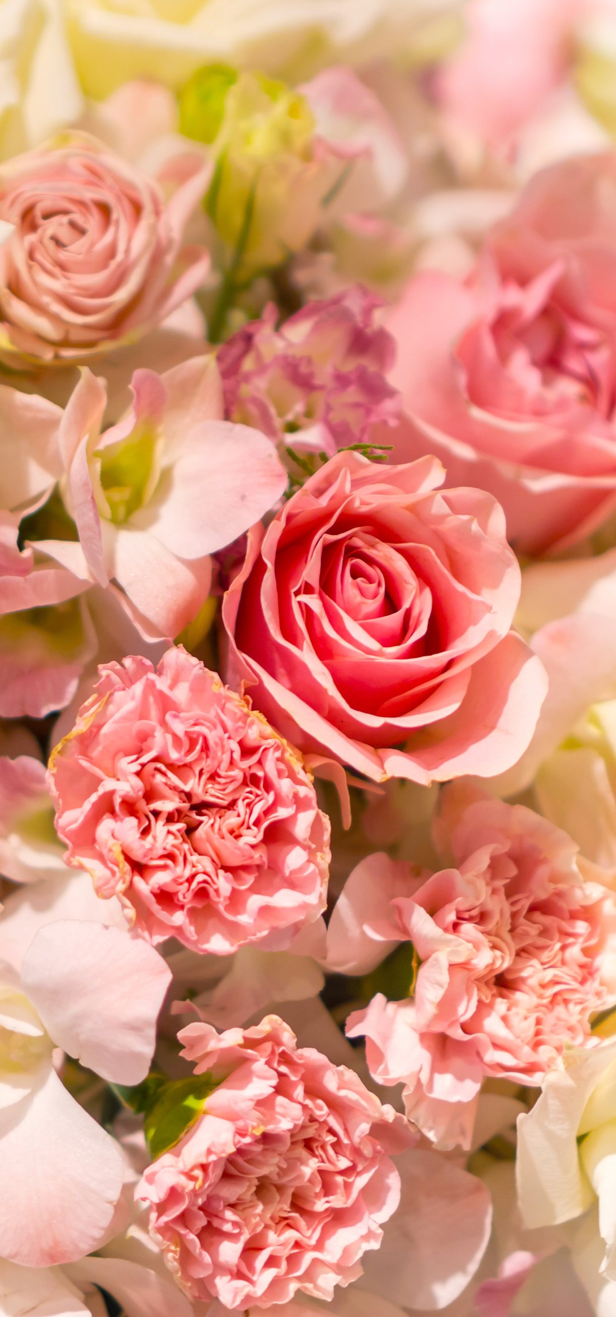 Pink & White Rose Bouquet Macro - Wallpapers for Xiaomi 17/17 Pro in 1220x2608 resolution