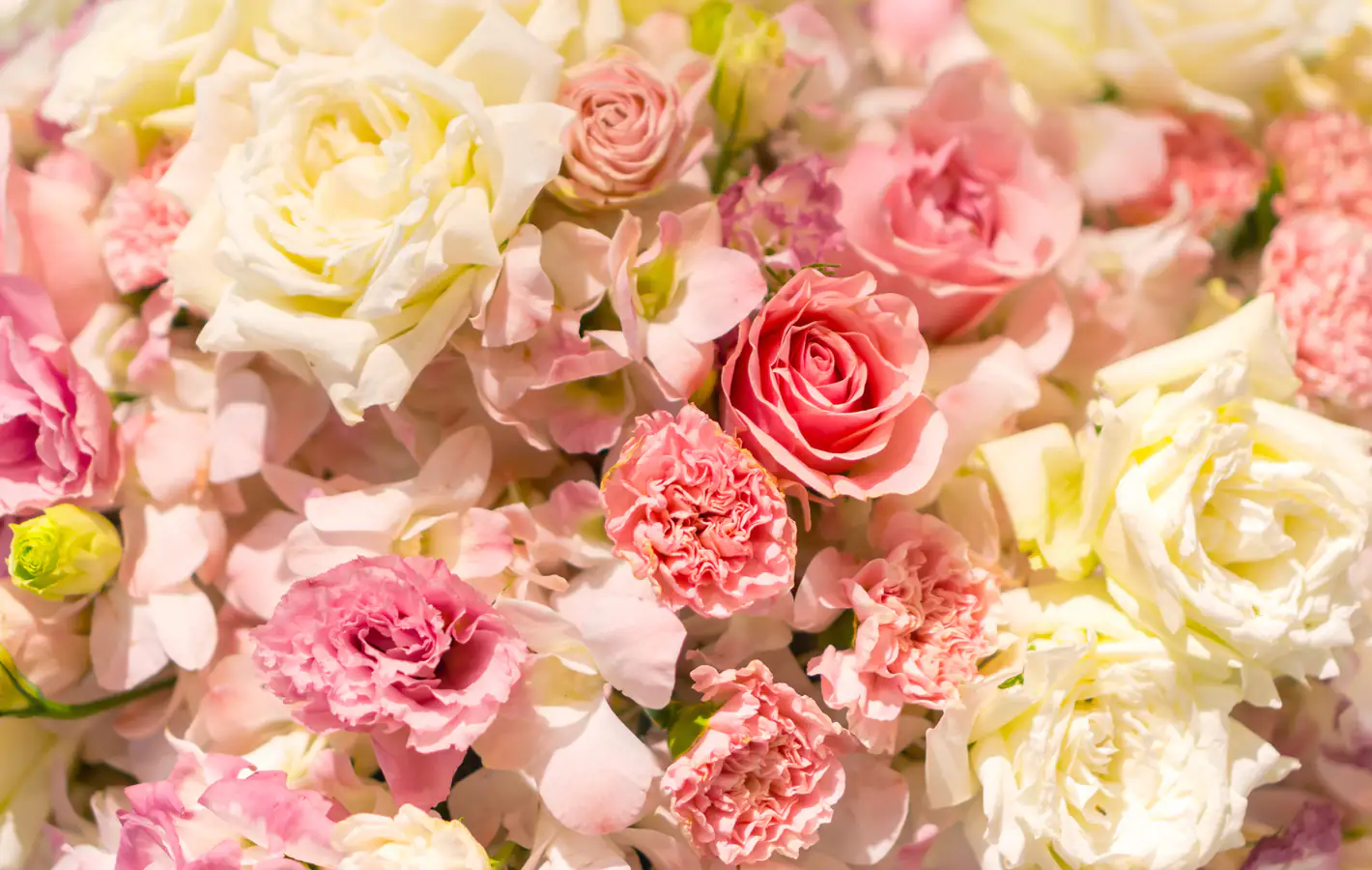 Pink & White Rose Bouquet Macro — desktop and phone wallpaper, free download