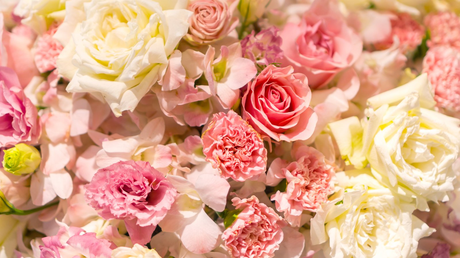 Pink & White Rose Bouquet Macro - wXGA++ wallpapers in 1600x900 resolution