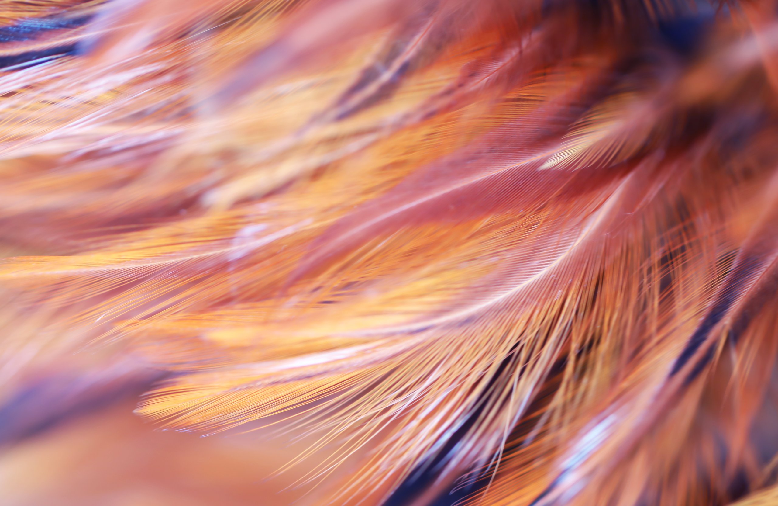 Delicate orange feathers - Wallpapers for Apple MacBook Air 13 M2″ in 2560x1664 resolution