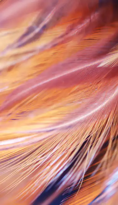 feathers Wallpapers for Samsung Galaxy Z Flip6, Motorola Razr 2025 (1080x2640): feathers, macro, close-up, bird