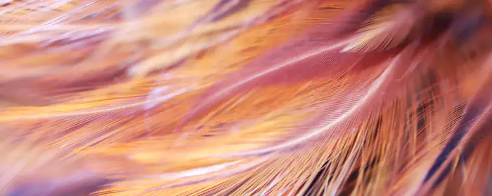 UltraWide 32:9 обои узор (3840x1080): перья, макро, крупный план, птица