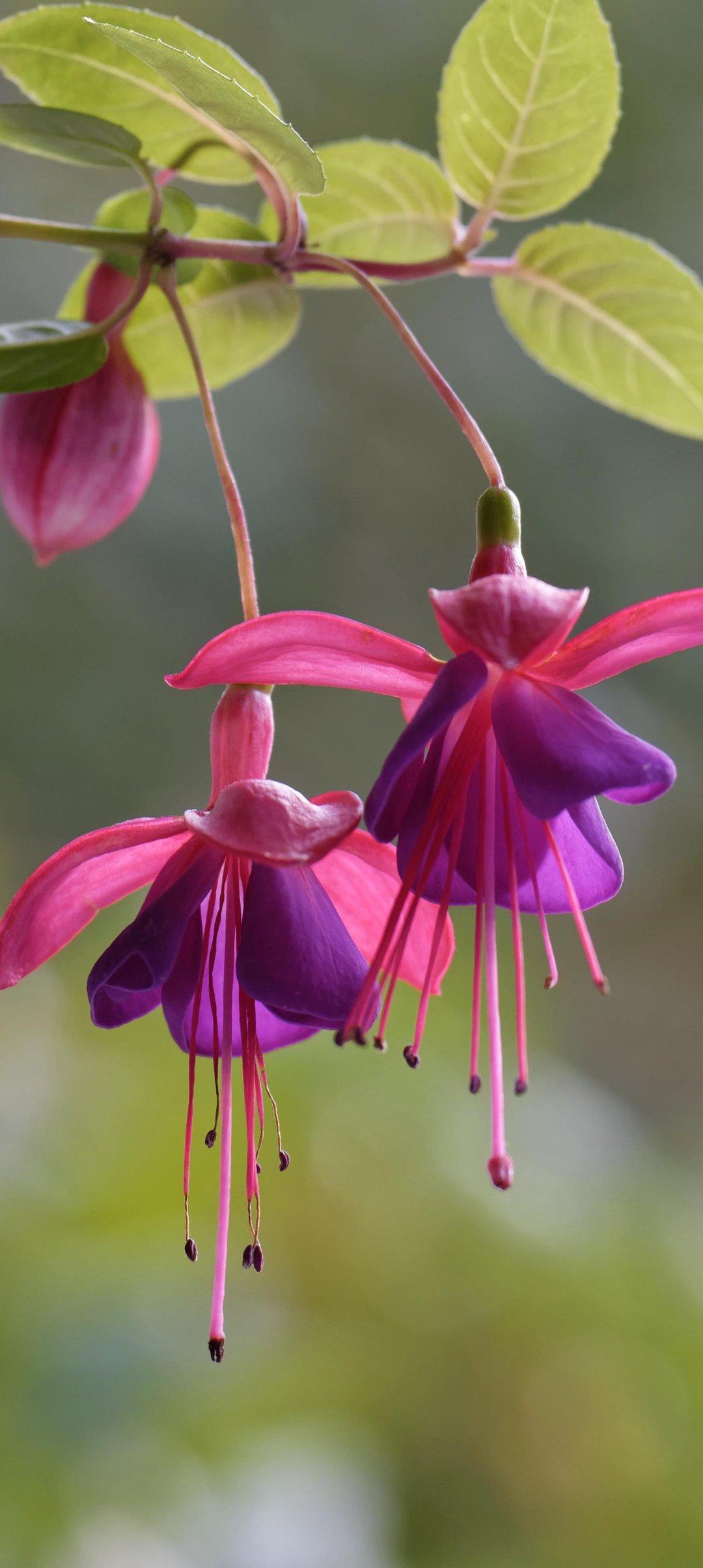 Pink fuchsia flowers on a branch - Wallpapers for Samsung Galaxy A13/A14/A53, Realme 12 Pro 5G, POCO M5 in 1080x2408 resolution