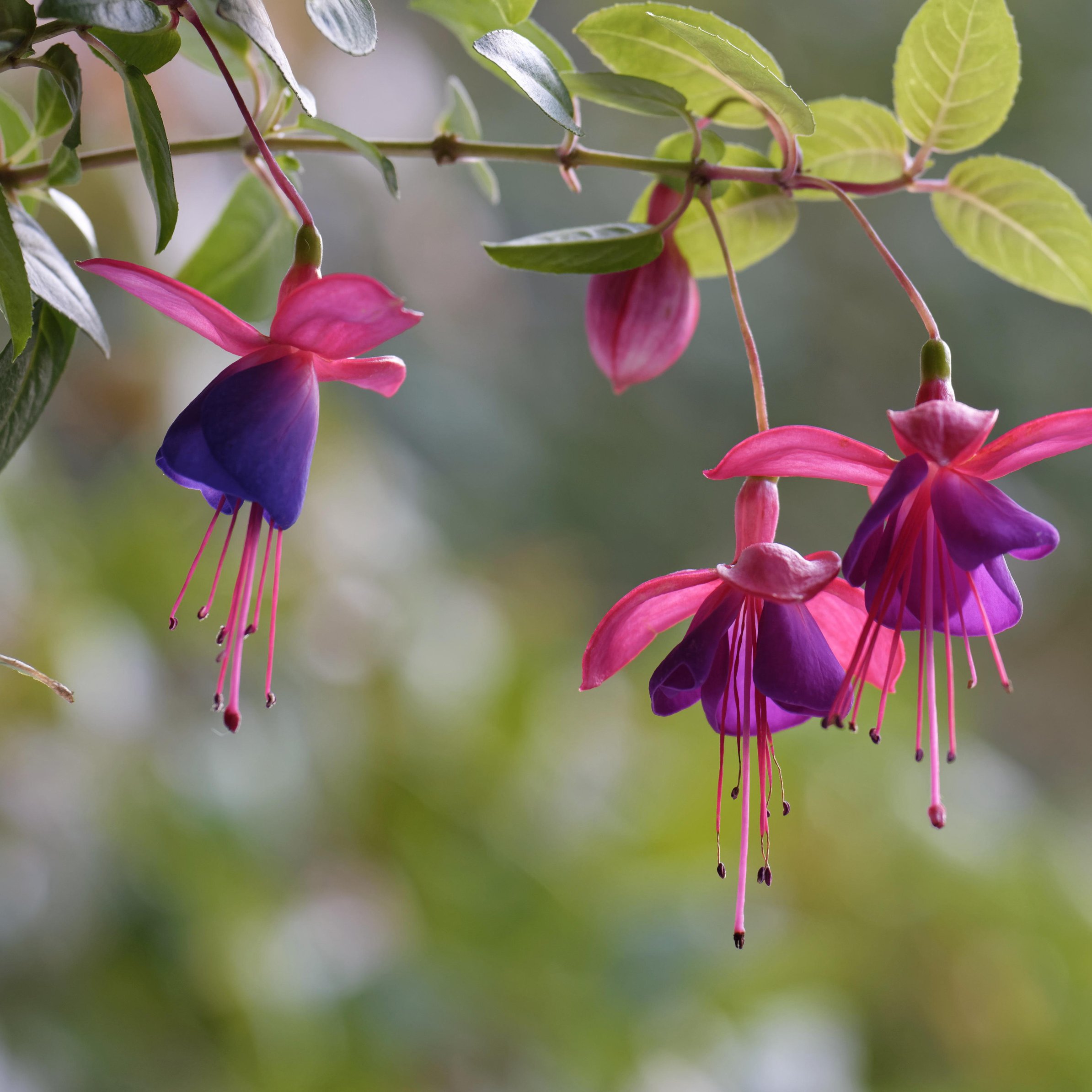Pink fuchsia flowers on a branch - Wallpapers for iPad Pro 11″ in 2388x2388 resolution