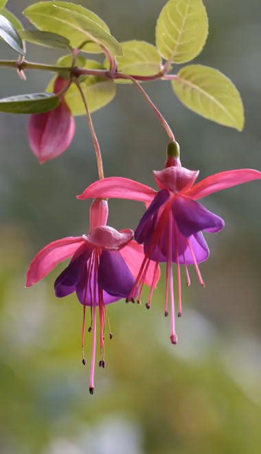 Nature wallpapers: fuchsia, branch, flowers, spring