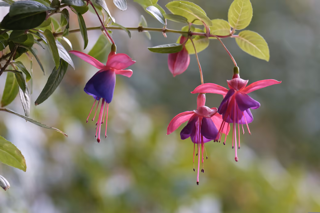 Pink fuchsia flowers on a branch - Wallpapers for Xiaomi Redmi 10C/C40/C51, Samsung Galaxy A12/A02s/A03/M12 in 720x1600 resolution